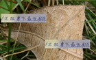 无海港武磊，中超外援谁夺最佳射手？四大强手争霸